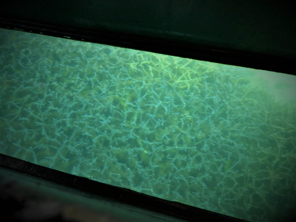 グラスボートから見えるサンゴ