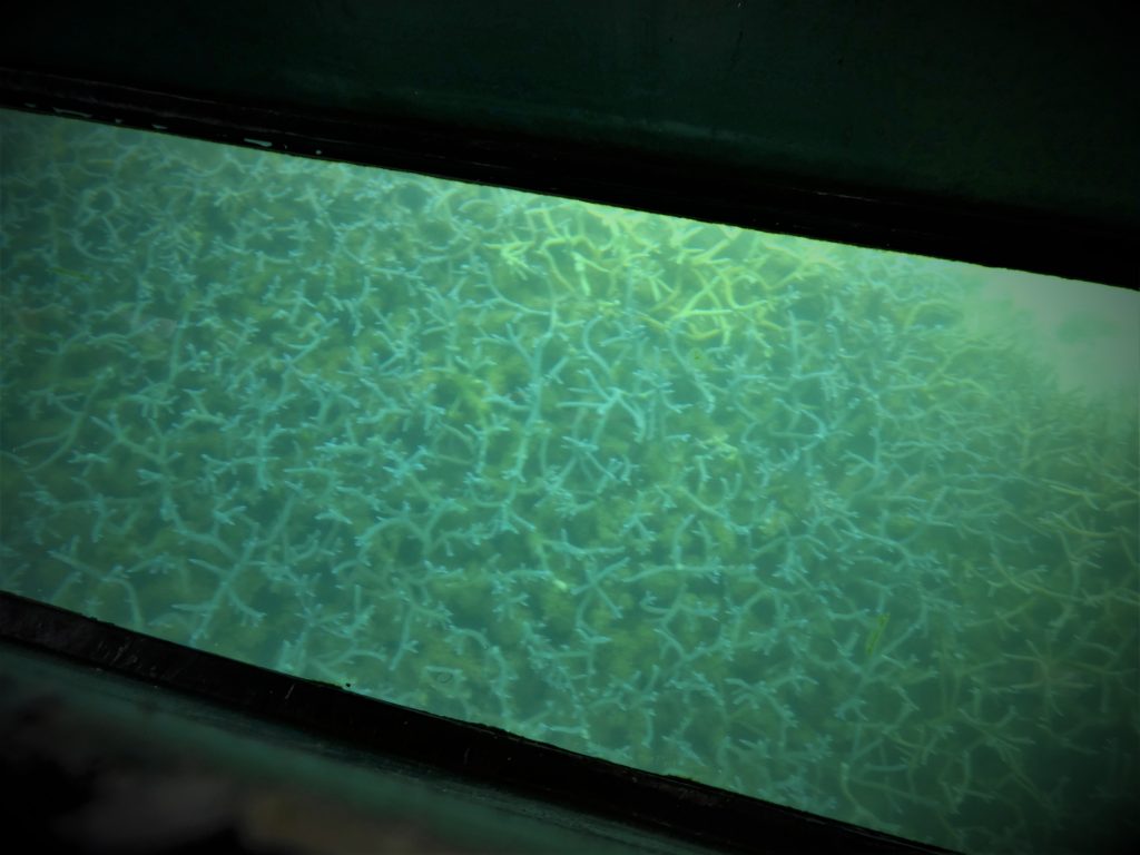 藍色珊瑚
